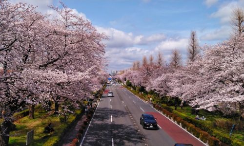 国立市さくら通り(大学通り)の桜